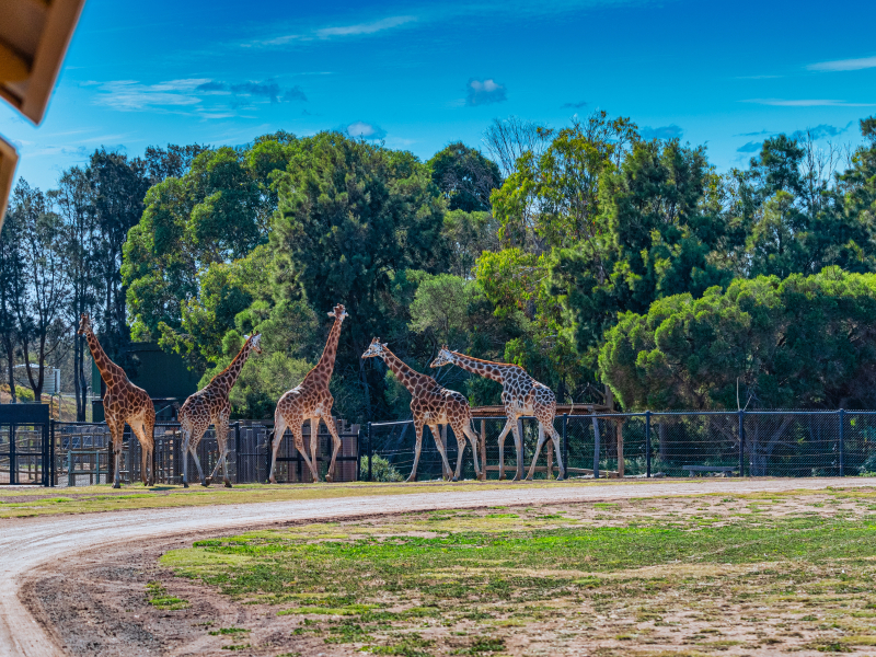 Melbourne Zoo - melbourne activities 