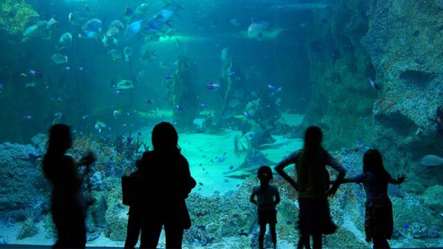 Sydney Aquarium indoor activities in sydney