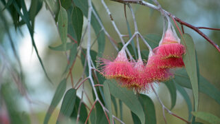 australia flowers