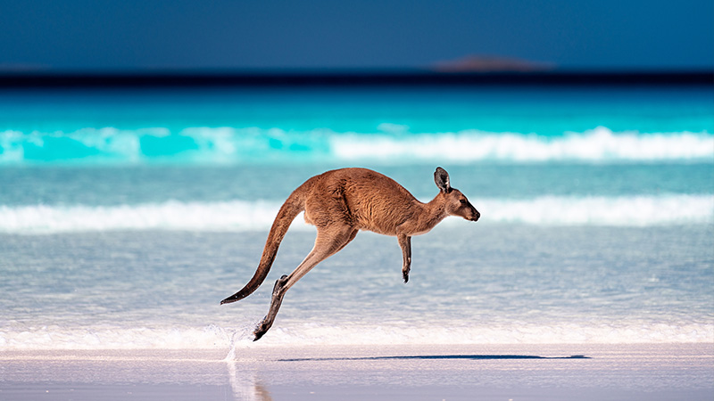 Australian animal kangaroo