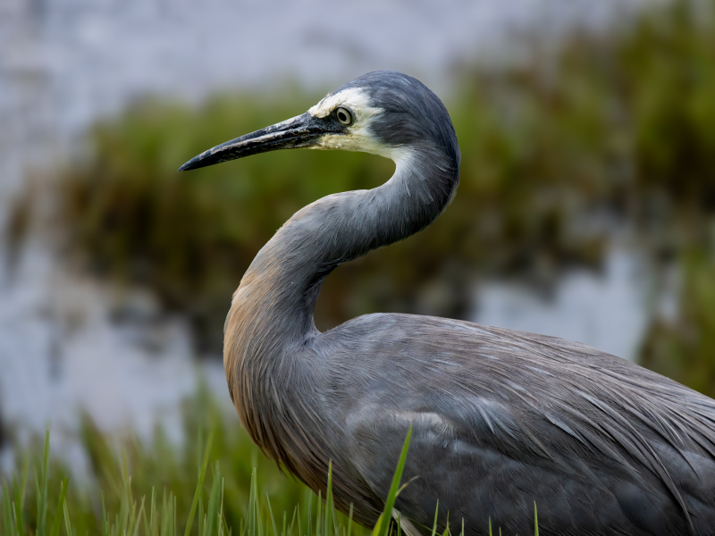 Jerrabomberra Wetlands in Canberra bird watching - things to do in canberra