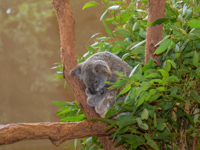 Lone Pine Koala Sanctuary - things to do in brisbane