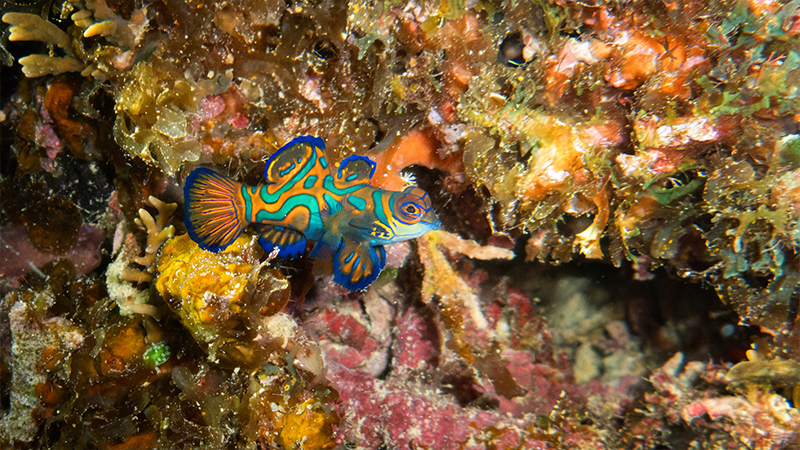 fish scuba diving