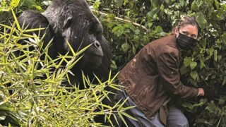 mountain gorillas in Rwanda - trekking with gorillas at Wilderness Bisate Reserve