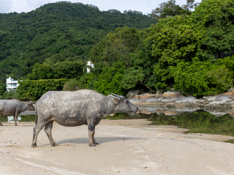 Outlying islands in Hong Kong -South Lantau Outlying islands in Hong Kong -South Lantau