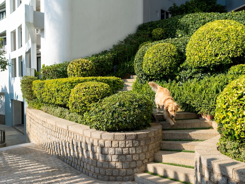 Pet Friendly serviced apartments in hong kong