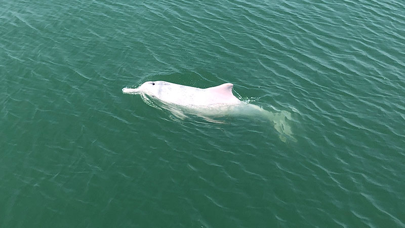pink dolphin Hong Kong