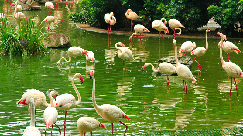 Birds of Hong Kong