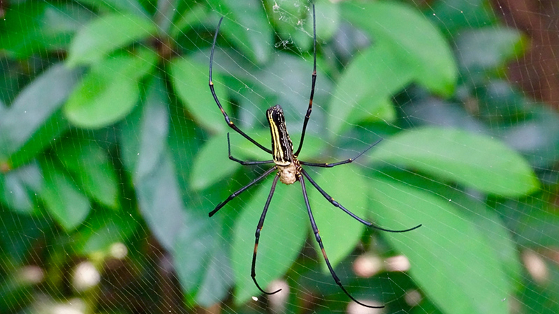 Insects of Hong Kong