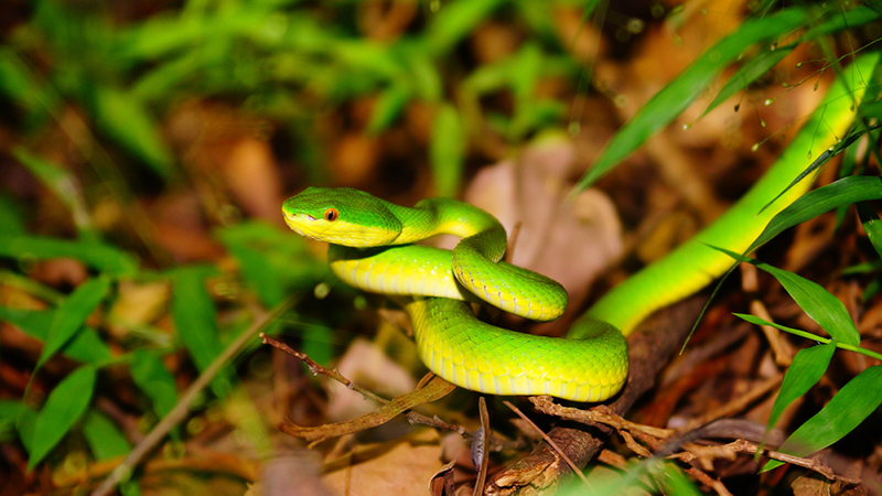 Snakes of Hong Kong