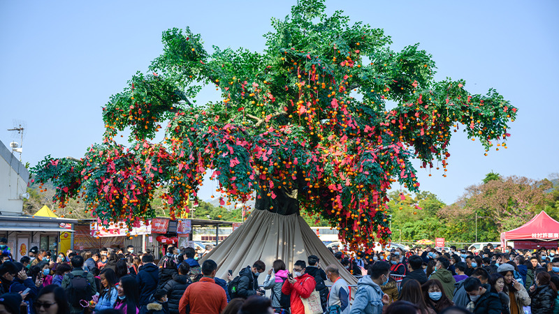 Trees of Hong Kong