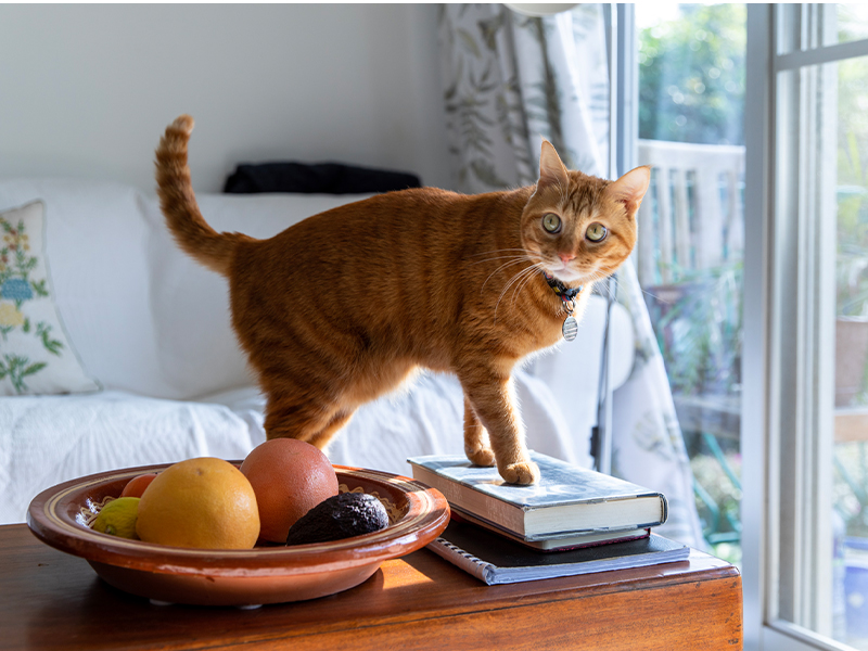 animal photographs - cat
