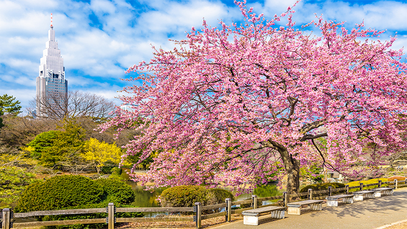 Shinjuku Gyoen National Garden Tokyo, Japan