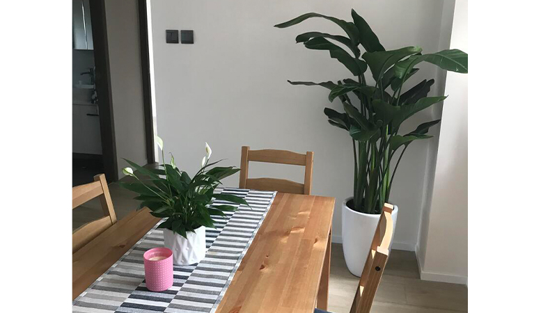 Where to buy plants and flowers for delivery in Hong Kong -Green It Up 