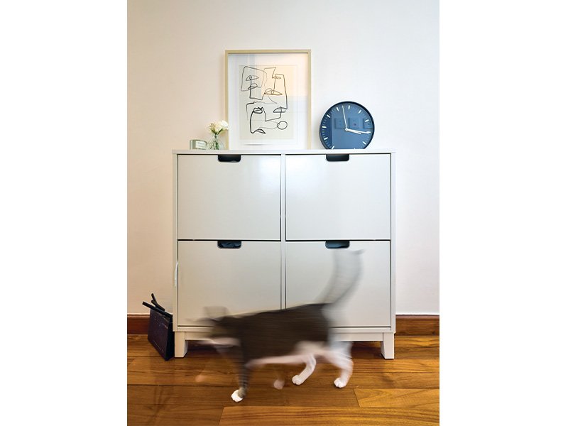 Cat at home in Mid-Levels