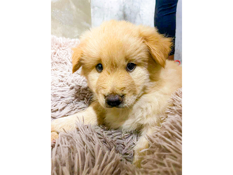 Rescuing sick and abandoned dogs in Hong Kong - Sai Kung Stray Friends Foundation