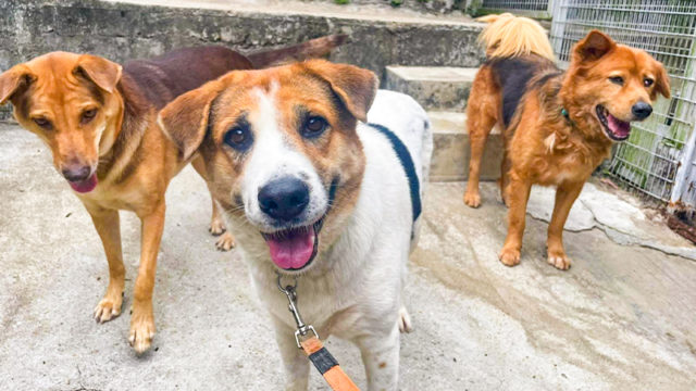 stray dogs