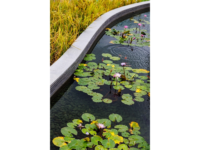The Pavilia Farm residences in Tai Wai Hong Kong - Koi pond
