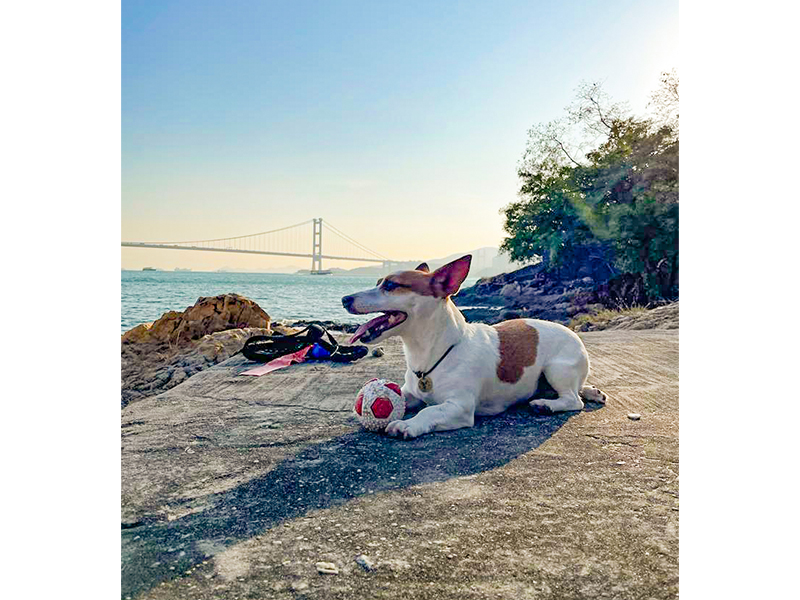 Dog on Ting Kau beach in Tsuen Wan Hong Kong