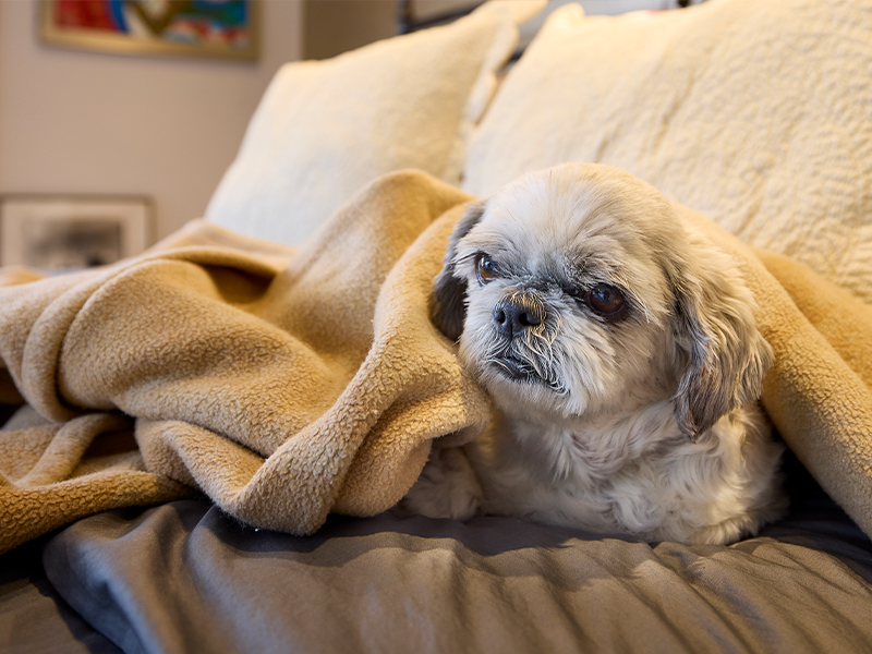 Pug