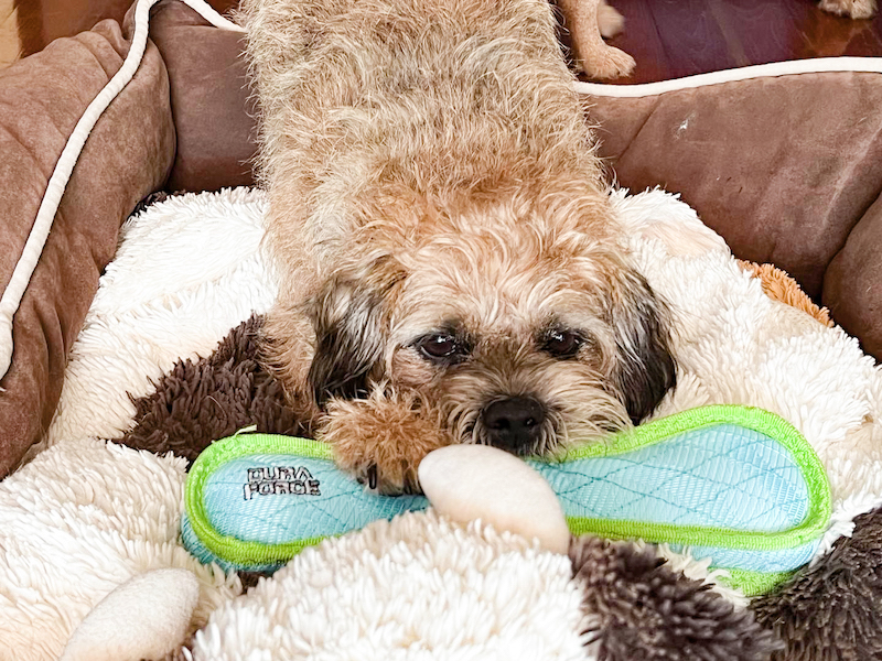 pet dog toys