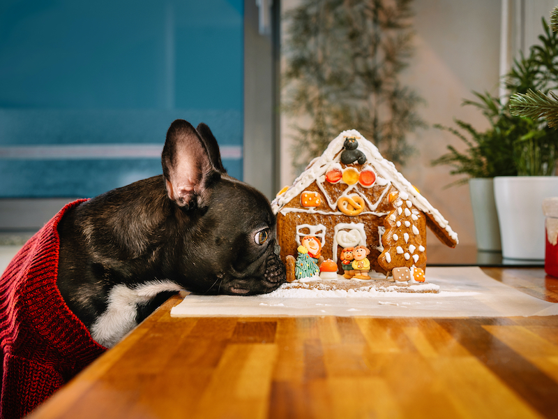 cake for dogs and cats and dogs 