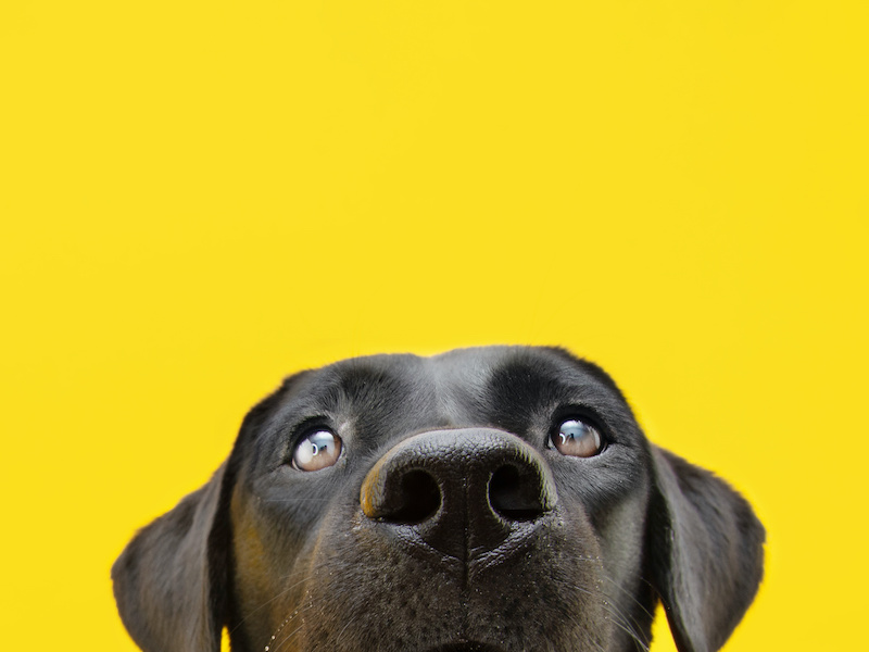 dog lead advice