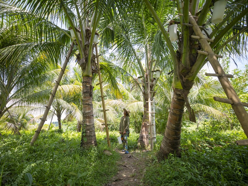 sustainable products, coconut health food