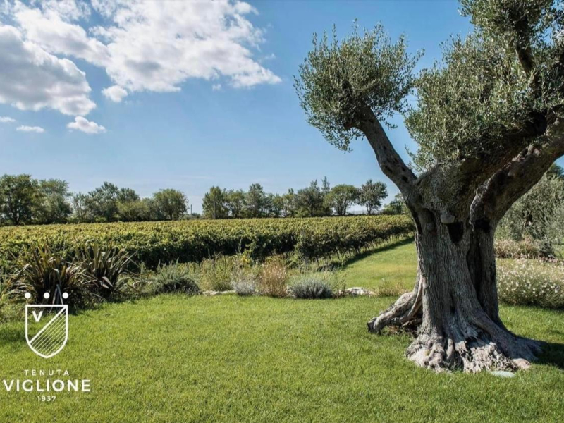 Tenuta Viglione at Gioia del Colle PDO