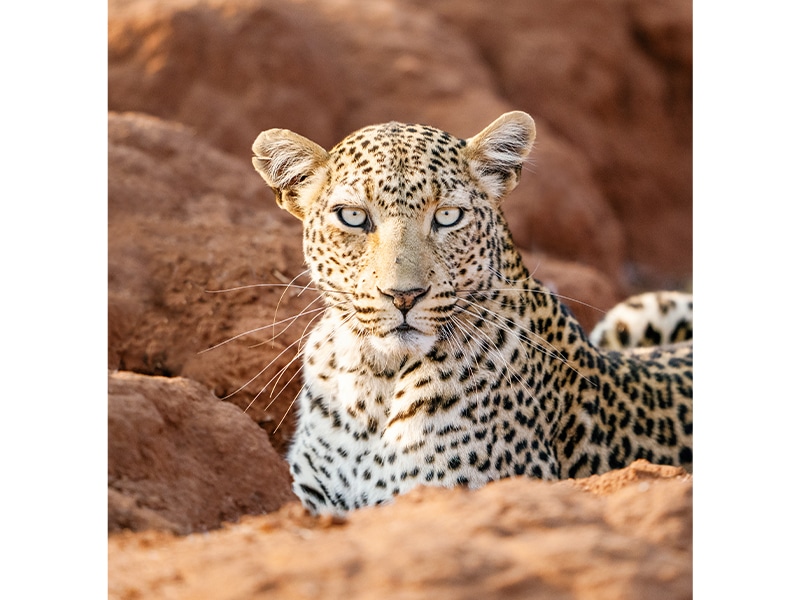 Safaris in Zambia