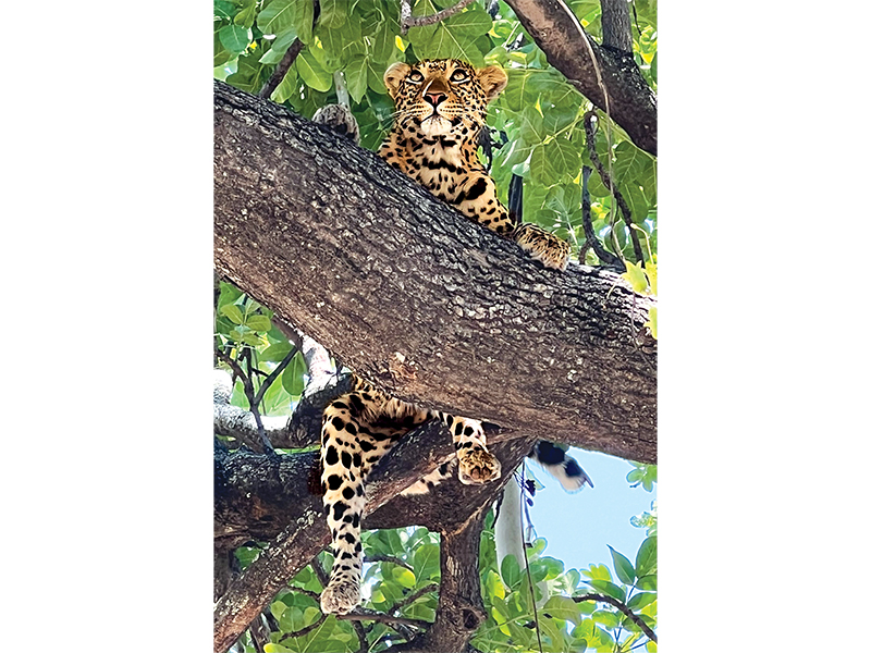 africa travel holidays