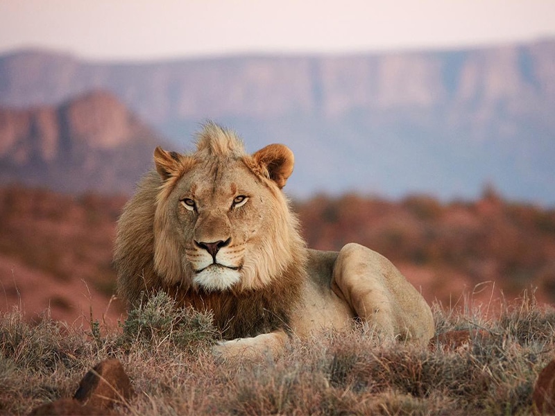 lion Safari lodges in South Africa