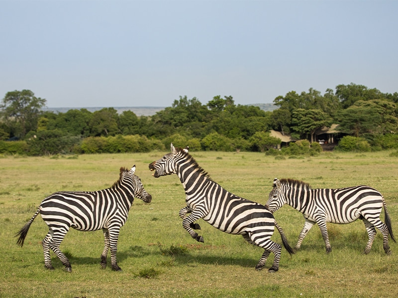 safaris in kenya zebra