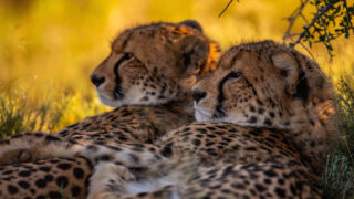 african safari leopards safaris in kenya