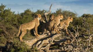 South African road trip at samara karoo reserve