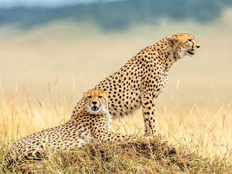Safaris in Tanzania