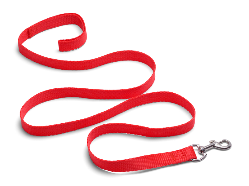 Dog Training in Hong Kong Pets Central