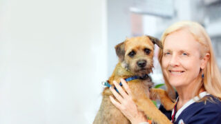 Dog Training in Hong Kong Pets Central