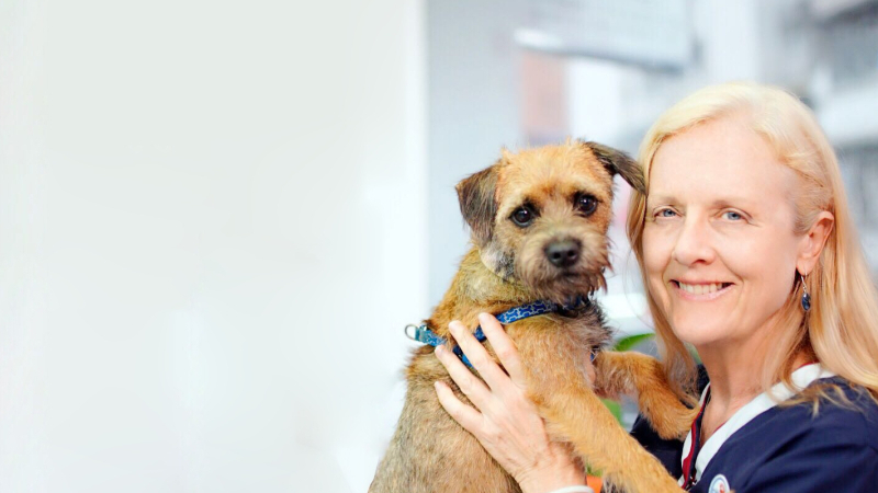 Dog Training in Hong Kong Pets Central
