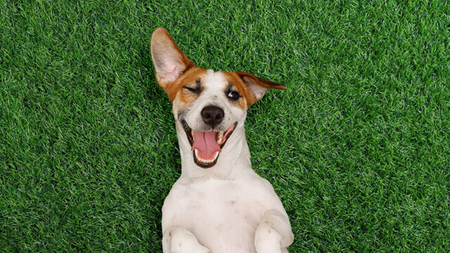 Doggofest