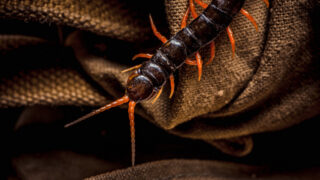 snakes in hong kong, millipedes, centipedes, venomous snakes in hong kong