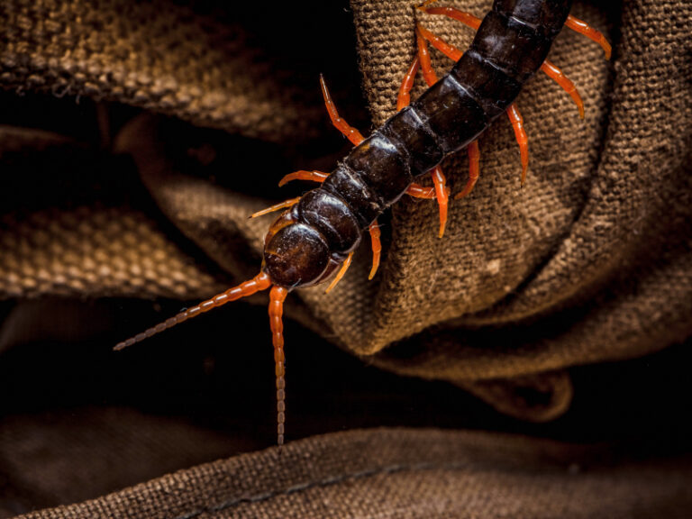 Insects and Venomous Snakes in Hong Kong - Pet Care