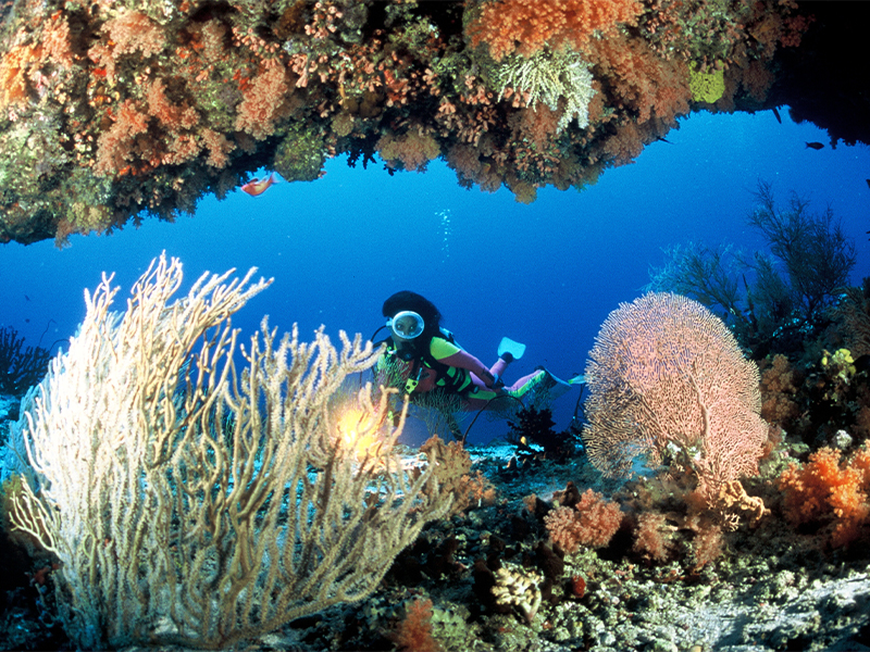 maldives scuba diving