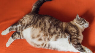 pets central fat cats - cats obesity
