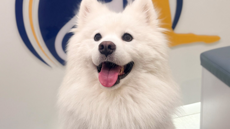 VSI veterinary internal medicine - pet CT scan and endoscopy
