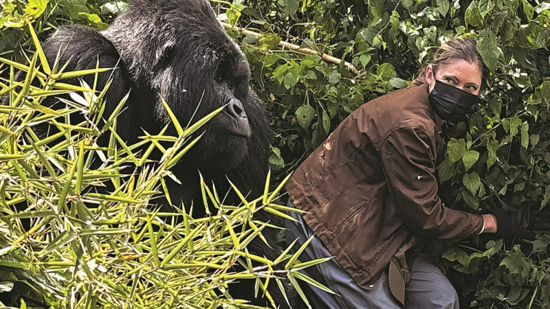 mountain gorillas in Rwanda - trekking with gorillas at Wilderness Bisate Reserve