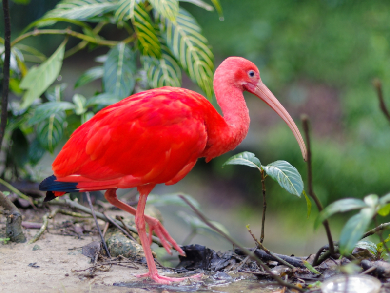 Kuala Lumpur Bird Park - things to do outdoors 