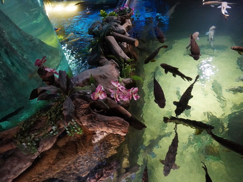 Aquaria KLCC - best things to do in kuala lumpur