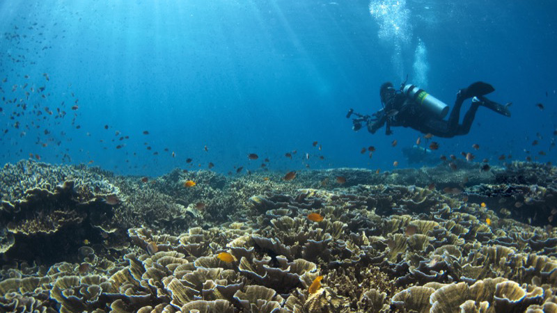 Diving in the Philippines provides an unforgettable travel experience