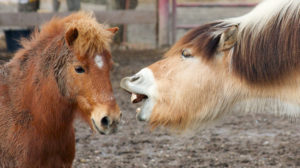 New Year's Eve traditions: farm animals talking